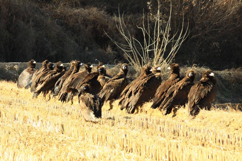 남원시 보절면 일원에 독수리 100여마리 2년째 월동 ‘눈길’